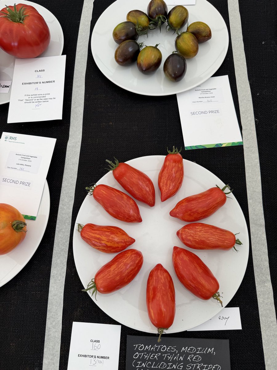 medwynsofangles's tweet photo. The chilies were also well subscribed withan orchestra of colours and shapes. A difficult class to judge as a very small cultivar would probably get high marks for Uniformity. Denti Odorant was the winner, very fresh and uniform. Not sure if it’s an apt name for such a vegetable!!