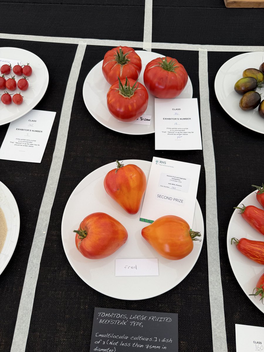 medwynsofangles's tweet photo. The chilies were also well subscribed withan orchestra of colours and shapes. A difficult class to judge as a very small cultivar would probably get high marks for Uniformity. Denti Odorant was the winner, very fresh and uniform. Not sure if it’s an apt name for such a vegetable!!