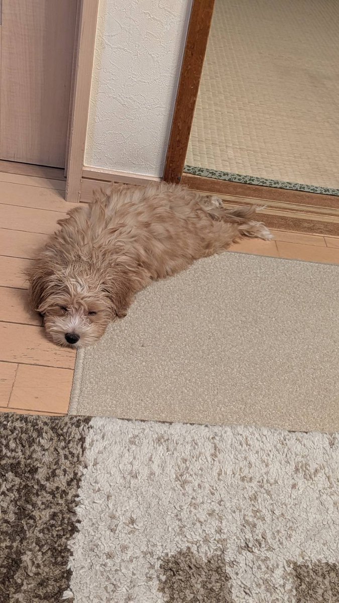 kouvvvvvv's tweet photo. 先日姪っ子からチェーンメールきて
懐かしさと微笑ましさに満たされてそのまま寝たんすよ
翌日パチ屋行ったら5万溶けた挙句タイヤパンクしてて鬱帰宅したら金持ちの家みたいなトラの敷物とてんぷらみたいなポーズのいっぬ見れてなんとか生きていける https://t.co/JrFUd6q00R