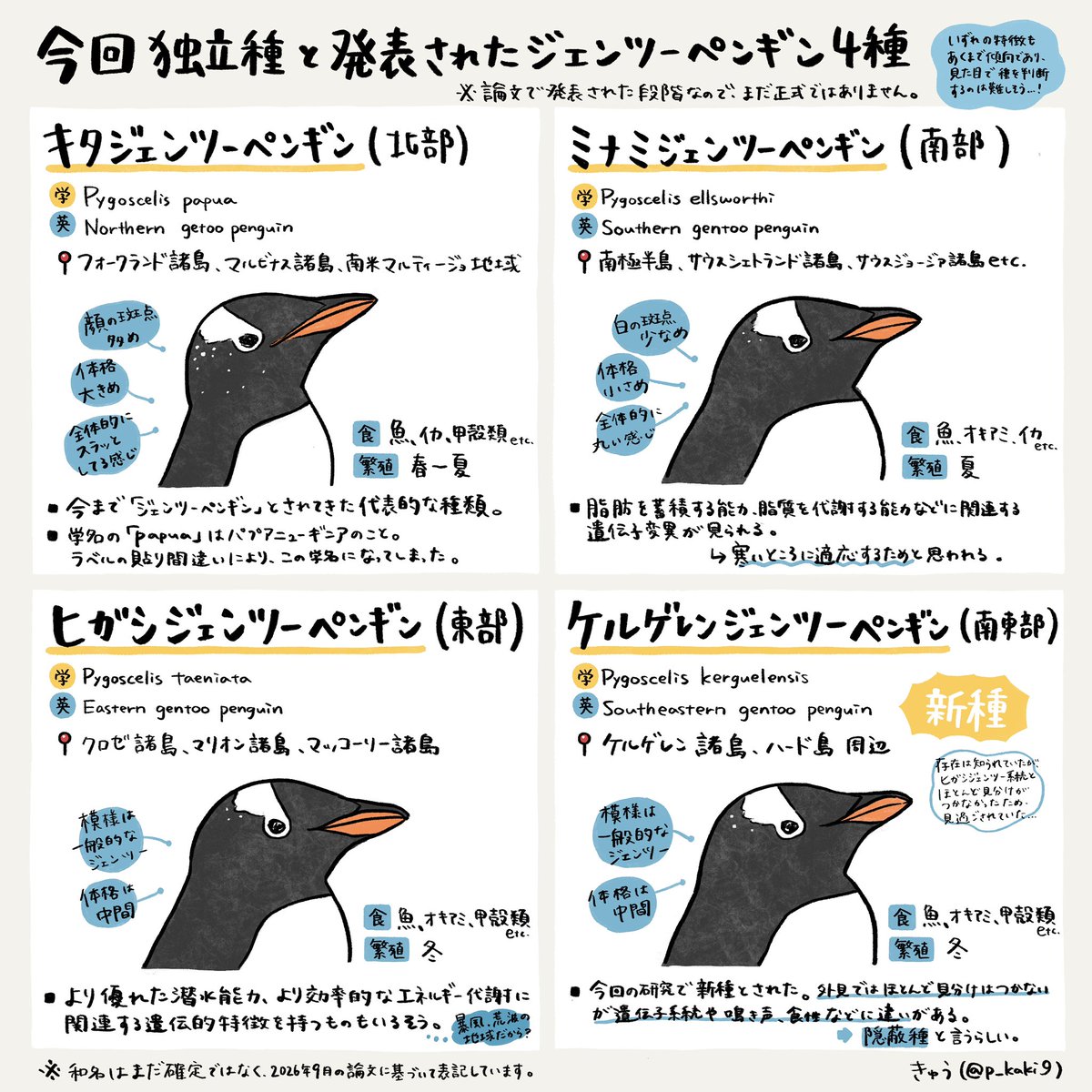 p_kaki9's tweet photo. 「ペンギンに新種」のニュース、自分の理解を深めたくて、いろいろ調べてまとめてみました📝難しいけど奥深いし面白い…

今回の論文を機に、ジェンツーの分類はどんどん加速するのかな〜🐧💭

(素人調べ&amp;個人的な解釈等少し入ってますのであし��らず🙏) https://t.co/ro1ViELsFT