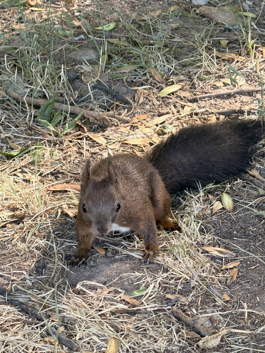 leoviamond's tweet photo. A few photos shot on IPhone 17 Pro 📸🤳😎🐧🐿️🌞 #shotoniphone #iphone17pro #leoviamond https://t.co/LZe1yPYZct