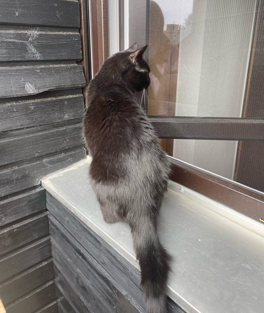 funeralpartys's tweet photo. neighbors cat who keeps trying to break into my apartment whenever I open my window https://t.co/VEfGxgrAos