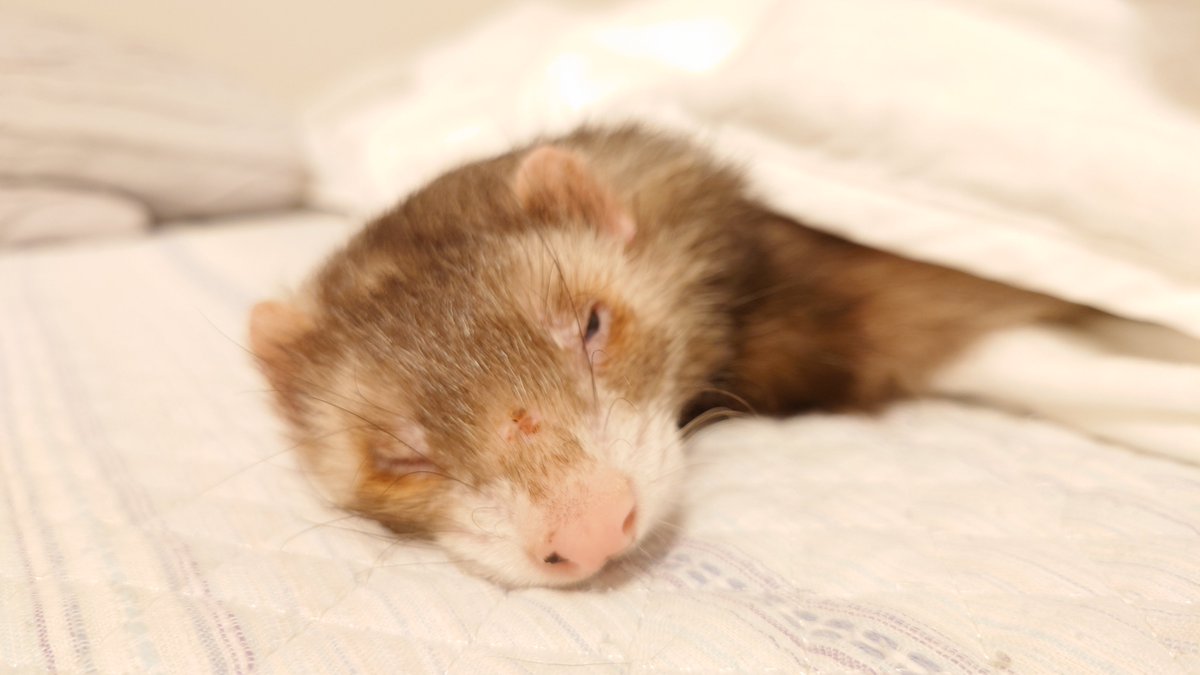 ayameinaina's tweet photo. リョウちゃんの呼吸早さチェック
ルーティン。
もくちゃんも一緒にやってるのかなぁ〜と思ったら早寝してた(笑)
夜更かしよくないね、さっさと風呂ってきます！ https://t.co/JZjnFioxxB
