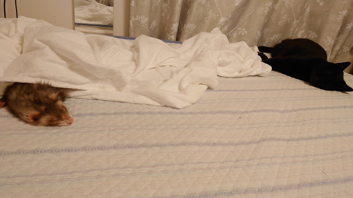 ayameinaina's tweet photo. リョウちゃんの呼吸早さチェック
ルーティン。
もくちゃんも一緒にやってるのかなぁ〜と思ったら早寝してた(笑)
夜更かしよくないね、さっさと風呂ってきます！ https://t.co/JZjnFioxxB