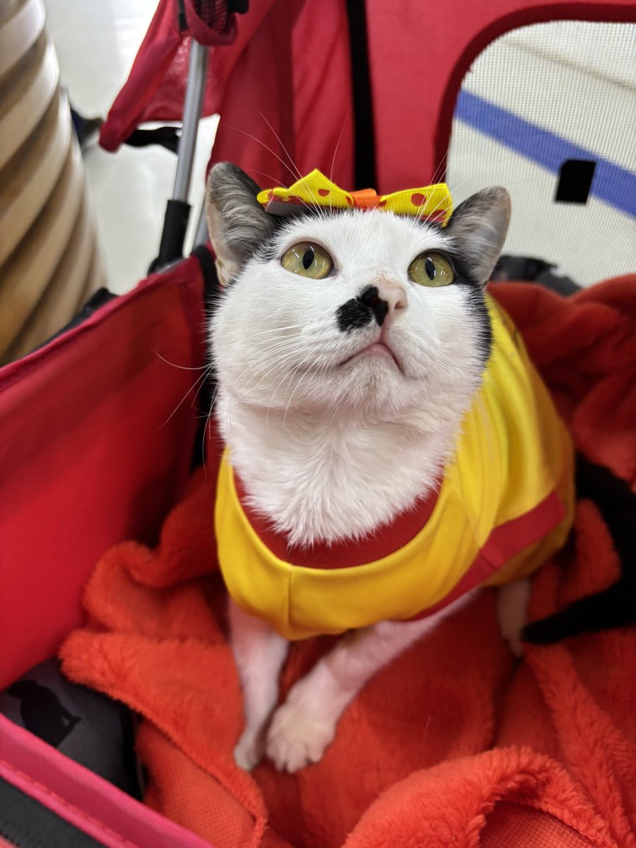 sonzapetsch's tweet photo. Aurora veio pra faculdade hoje de lisa simpson https://t.co/GSFlupTH77