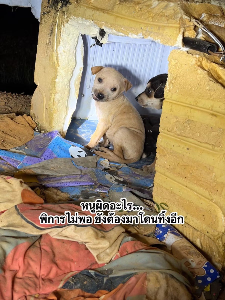 malimalineee's tweet photo. "เกิดมาพิการก็น่าสงสารพอแล้ว... แต่ทำไมหัวใจมนุษย์ถึงใจร้ายกับหนูได้ขนาดนี้" 😭💔

หนูเลือกเกิดไม่ได้... น้องเกิดมาพร้อมกับความพิการ ใบหน้าสองข้างบิดเบี้ยวไม่เท่ากัน และมีเนื้อเหงือกโผล่ออกมา ลำพังแค่จะเคี้ยวข้าว กินน้ำ หรือใช้ชีวิตในแต่ละวัน มันก็ยากลำบากและทรมานมากพออยู่แล้วสำหรับชีวิตเล็กๆ ชีวิตหนึ่ง

แต่หัวใจทำด้วยอะไร... ถึงได้ใจร้ายเอาหนูมาโยนทิ้งให้เผชิญชะตากรรมตามลำพังแบบนี้? ตอนที่เจ้าหน้าที่ไปเจอ แววตาของน้องเต็มไปด้วยความหวาดกลัว ตัวสั่นเทาด้วยความระแวง มองแล้วหัวใจคนเป็นทาสหมาแทบแตกสลายเป็นเสี่ยงๆ เลยค่ะ น้องไม่รู้ด้วยซ้ำว่าตัวเองทำผิดอะไรถึงต้องถูกลงทัณฑ์ให้มานอนรอความตายในที่แบบนี้ 🥺

🙏 วอนพี่ๆ และผู้ใจบุญทุกท่าน ช่วยกัน "กดแชร์" โพสต์นี้ส่งต่อความเมตตาทีนะคะ
•1 แชร์ของพี่ๆ คือการต่อลมหายใจ ให้หนูมีโอกาสได้รับความรัก
•ช่วยพาน้องออกไปจากจุดที่โหดร้าย เพื่อไปเจอบ้านที่อบอุ่นและปลอดภัยทีนะคะ
•ไม่อยากให้น้องต้องนอนหนาวและถอดใจรอวันสิ้นลมอยู่ที่นี่เลยจริงๆ ค่ะ