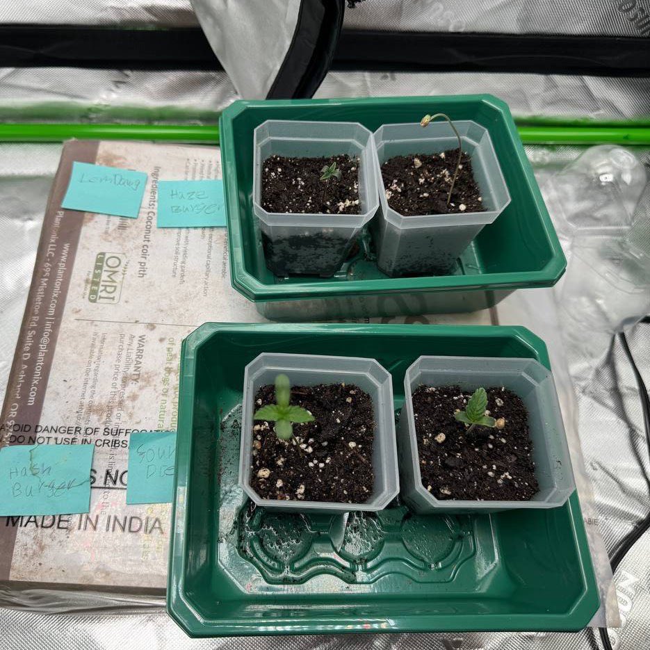 GrowJournalpf's tweet photo. Day 3 of watching this $GROW

5JoM2smMHfhnX5Qkaphm3ZR6mQUVdt81rVdhPBiEpump

Haze Burger is having some issues, we may need to pop a new seed, she just wont crack open @Pumpfun 

@HVgenetics @solana #cannabis #toker #memecoins #grow https://t.co/5ZrFa7mBwj