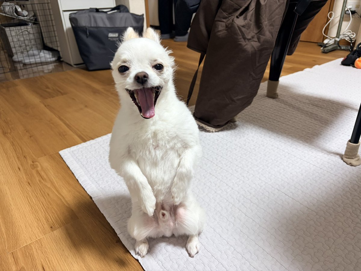 rijstknoedel's tweet photo. 帰宅したら知らない生き物がいた https://t.co/oxjycdIWDA