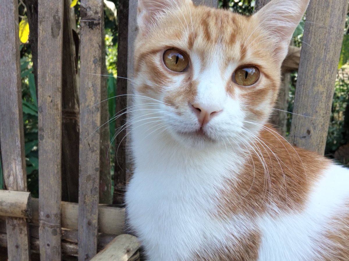 hypawtic's tweet photo. Pulang lah nak kangen kali mamak mu🥺 4 hari ngilang entah kemana udah dicari-cari gak ketemu https://t.co/WmMSqkJdNu