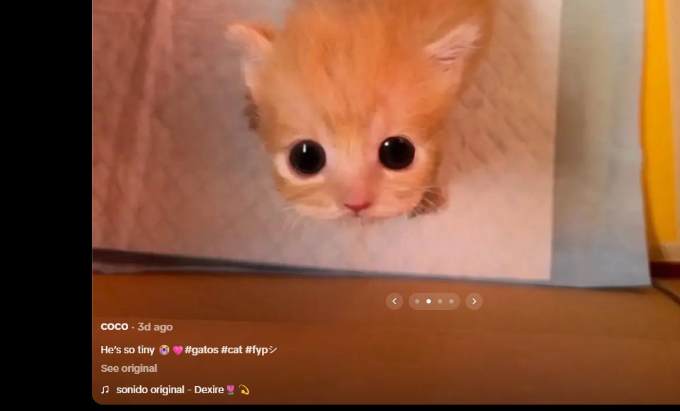 MostGentleDev's tweet photo. Cat is called Coco
https://t.co/ODtLMT9MQG https://t.co/ht8x2e15u5