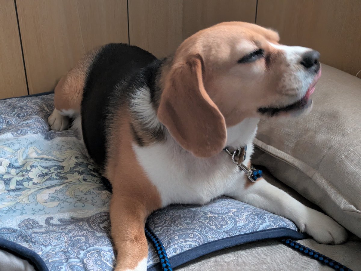snoopy1192296's tweet photo. あっという間に4才誕生日🐶✨
半眼の神🐶
誕生日おめでとう https://t.co/VkSYu0KFnv