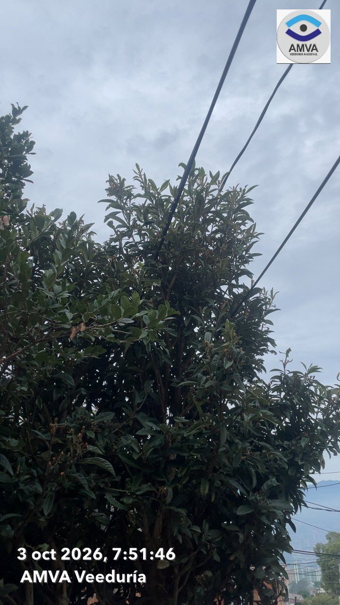 AmvaVeeduria's tweet photo. Buenos días @EPMestamosahi @AlcaldiadeMed en San Antonio de Prado, se requiere urgente la poda de los arbóreos que están rozando los alambres, para evitar que los vecinos manden a talarlos… Hoy evitamos una tala @Areametropol @Corantioquia 

Carrera 82 con calle 44A-sur https://t.co/6CBiRgqgEz