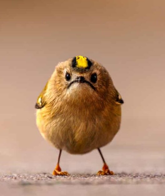 AMAZlNGNATURE's tweet photo. A few standout photos from the Comedy Wildlife Photography Awards 2026 finalists https://t.co/s2jMbkH4Ve