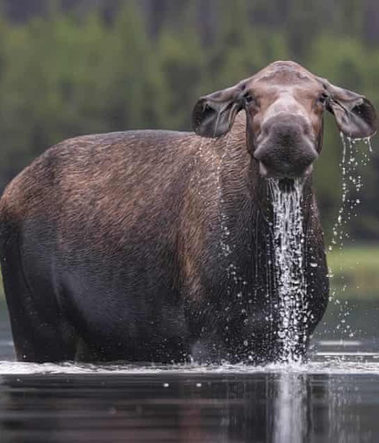 A few standout photos from the Comedy Wildlife Photography Awards 2026 finalists 
 [📷](https://pbs.twimg.com/media/HTtSDOAaMAADg4l.jpg) [📷](https://pbs.twimg.