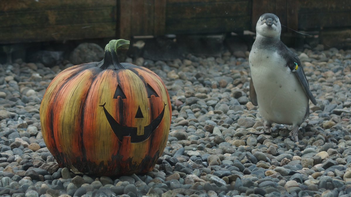 hosss_77's tweet photo. うみがたりに行ってきた
もうハロウィーン仕様になってました🎃🎃
生まれたばっかりの子毛の色が違くてかわいい😚😍🥰 https://t.co/SM7h6GrwG6