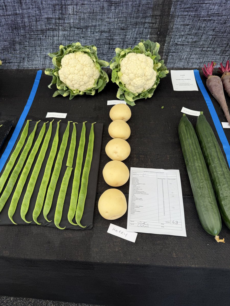 medwynsofangles's tweet photo. The weather made things challenging for the onion an leek growers constantly trying to cope with the dreaded Thrip. A tiny insect that constantly nibbles at epidermis weakening the plant and silvering the foliage. A new white round potato making its mark is Harry. Perhaps this might get royal acclaim!!