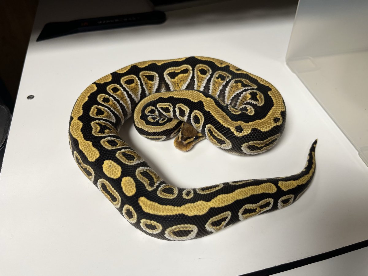ballpythonari tweet picture