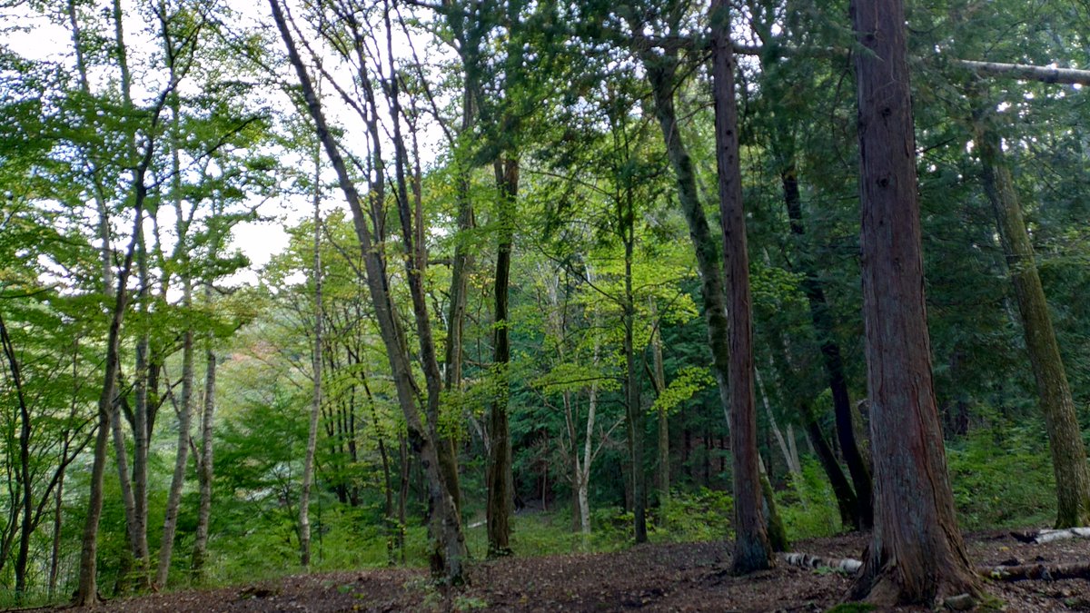taisyosakura1's tweet photo. 大峰高原白樺の森キャンプ場にてキャンプ。家から近く無料のキャンプ場。野営感がたまらなく好き。 https://t.co/IYDWbD6blA