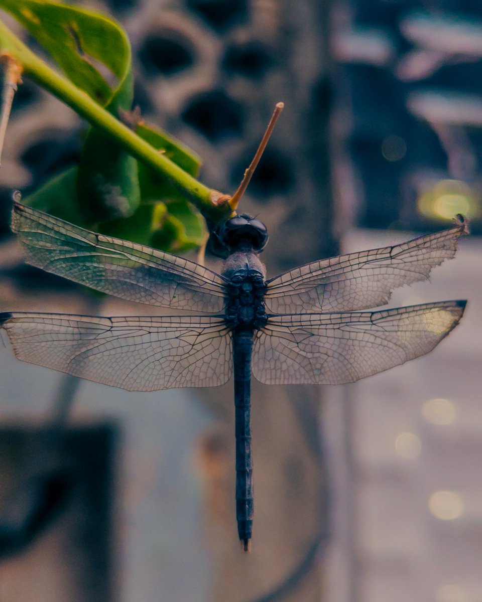 doormat_kin's tweet photo. Uploading my photos lil by lil cus I feel like posting em here https://t.co/JM6ijwlGDI
