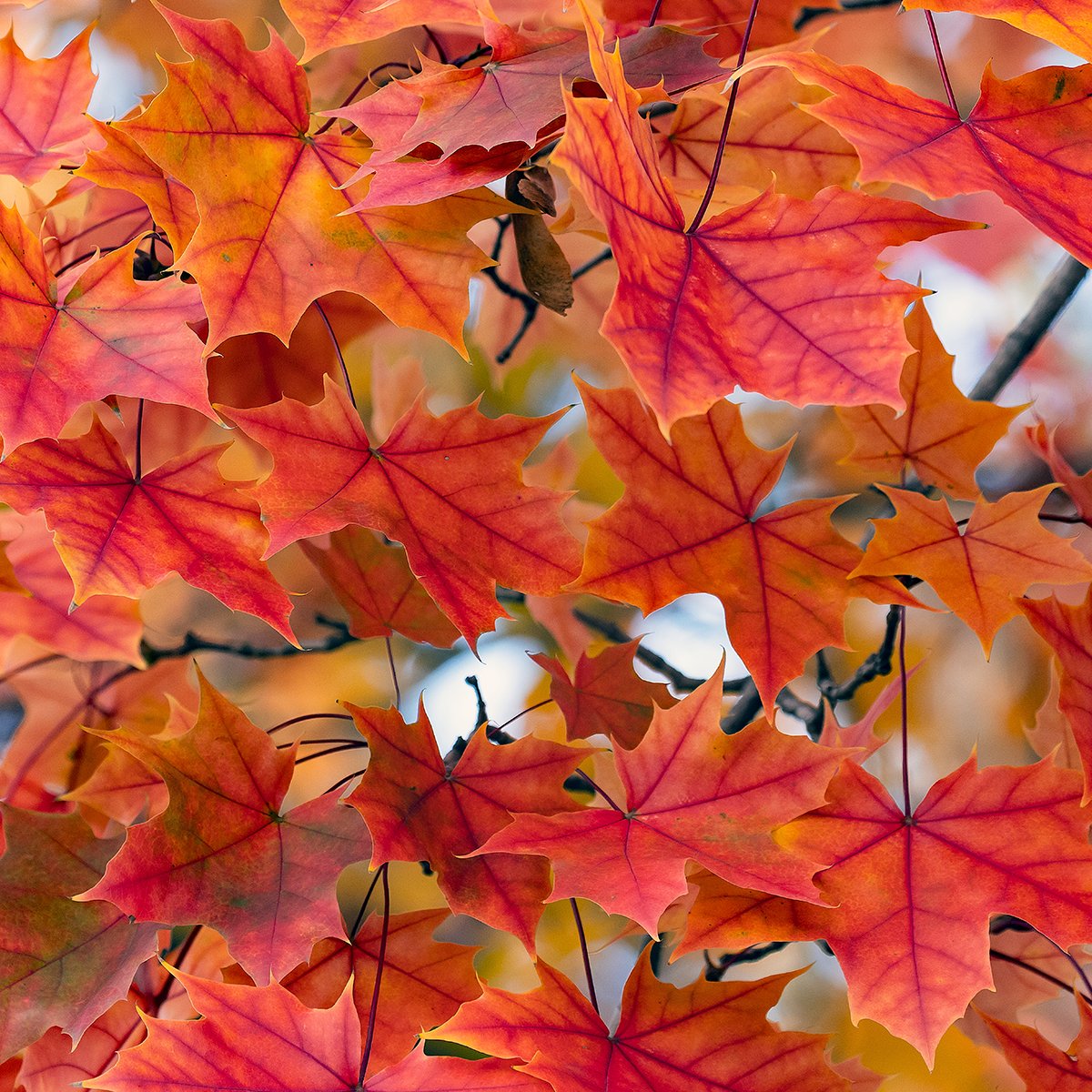 CityofCRiowa's tweet photo. ๐๐ LAST DAY! Explore Van Buren Countyโs Scenic Drive Festival with autumn views, vendors, crafts & food at your own pace.
๐
Trip Oct. 17
๐ฒ $15
๐ถ Minimal walking
โฐ Register TODAY!
https://t.co/x5hQKIzAYb
#NextChapter #PlayCR https://t.co/B9vhJvBdtV