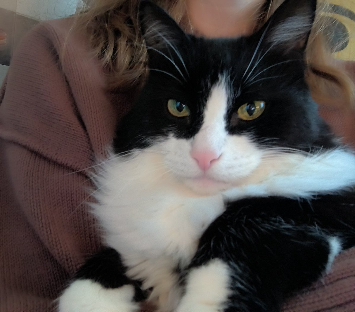 Ephelides's tweet photo. 7 кило котьки https://t.co/SOBOV5tF7n