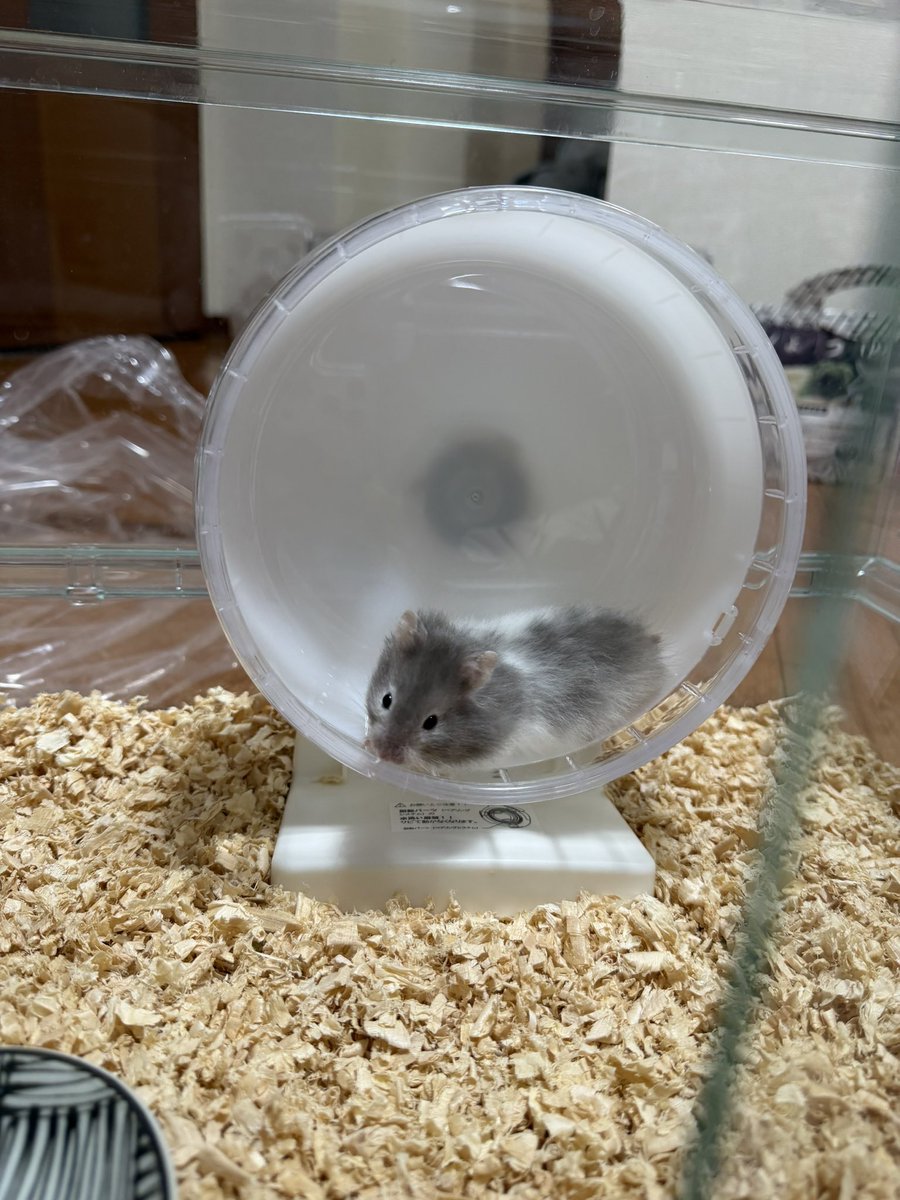 hamu_uhm's tweet photo. 1日目で人の手からエサたべちゃうごまたん🐹 https://t.co/xo1VWE5ETd