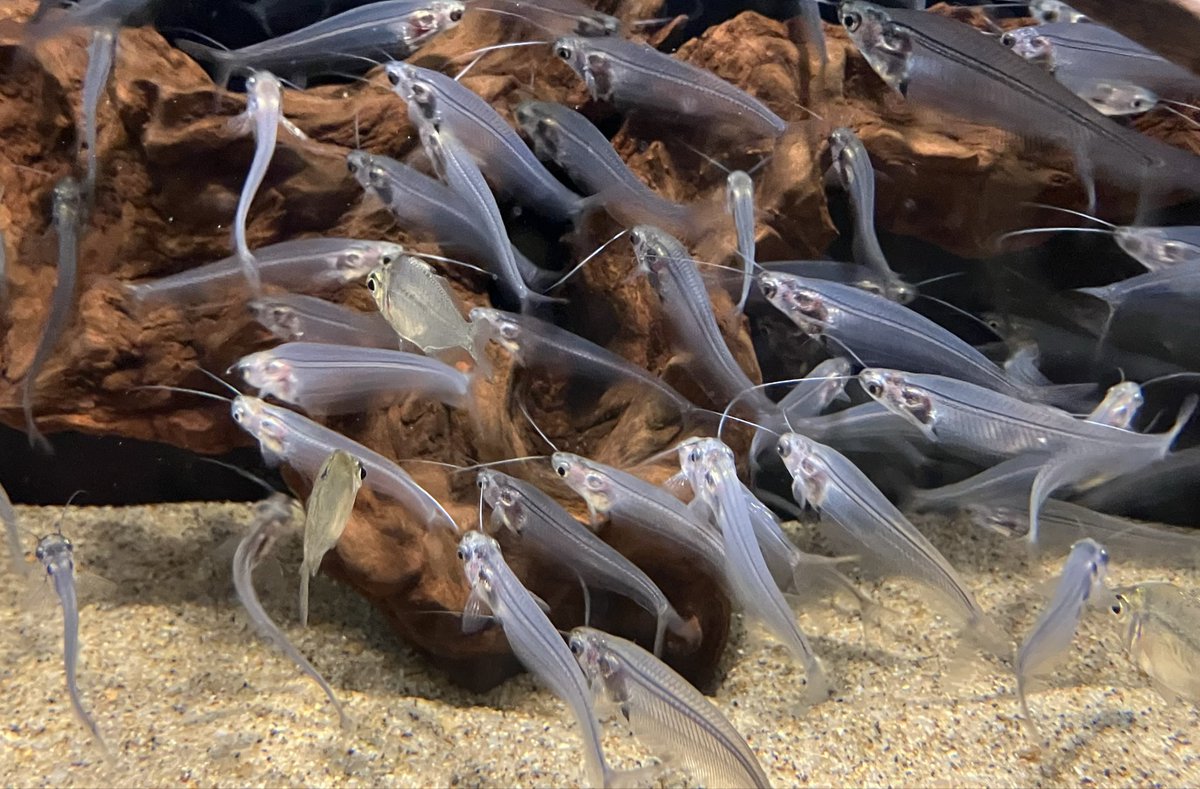 BRp6m's tweet photo. 品川水族館🐬🫧 https://t.co/qjoZnZdu02