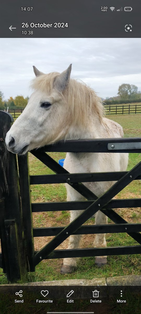ChelseaSue03's tweet photo. @NickIRWS26 @kazbahellis This is my boy, Dexter. https://t.co/vwTvz6JuVS