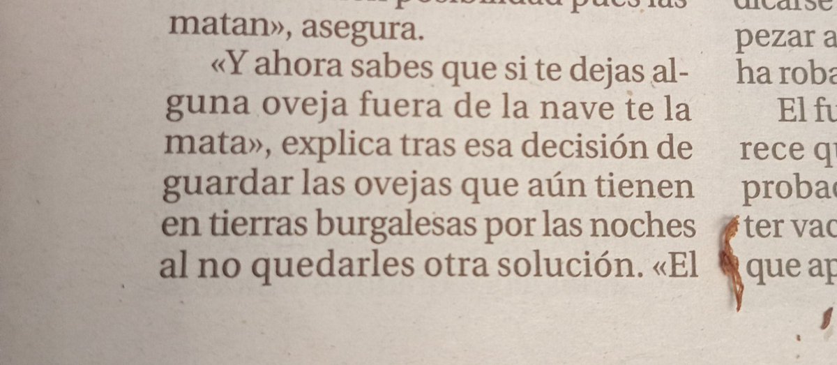 ascel_lobo's tweet photo. Tras años de profesión un ¿ganadero? de Burgos cae en la cuenta de que para que no le mate el lobo las ovejas lo mejor es cerrarlas por la noche en la nave. Y que las ovejas dan mucho trabajo y va a dedicarse a las vacas. 
El @diariodeburgos le hace un reportaje de dos páginas. https://t.co/nTzqMCFa9H