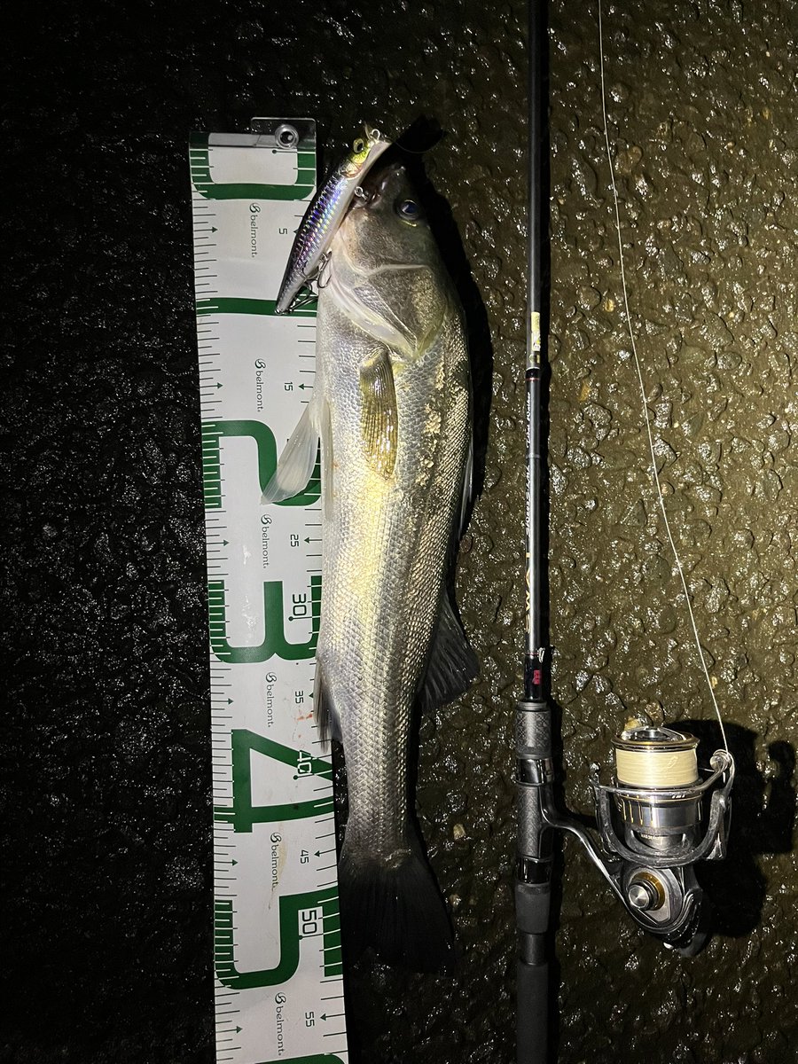 nowiiifish's tweet photo. 昨日のいつもの河川にて。ルアーローテーションで3匹。
1匹目はアスリート7sでストラクチャーにビタキャストでヒット💥
2匹目はカゲロウ124Fのダウンドリフトでヒット💥
3匹目はキリンジ90でマル秘ターンでヒット💥
その後バイブレーションで3匹かけるも全バラし。元気なシーバスくんたちでした🐟 https://t.co/HS1Y8j6KXA