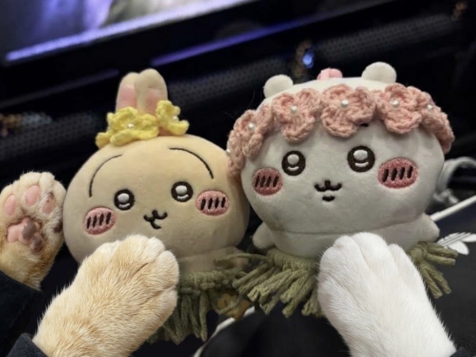hamhamweywey's tweet photo. 인어섬 봤어용 https://t.co/vLSuWbeCuS