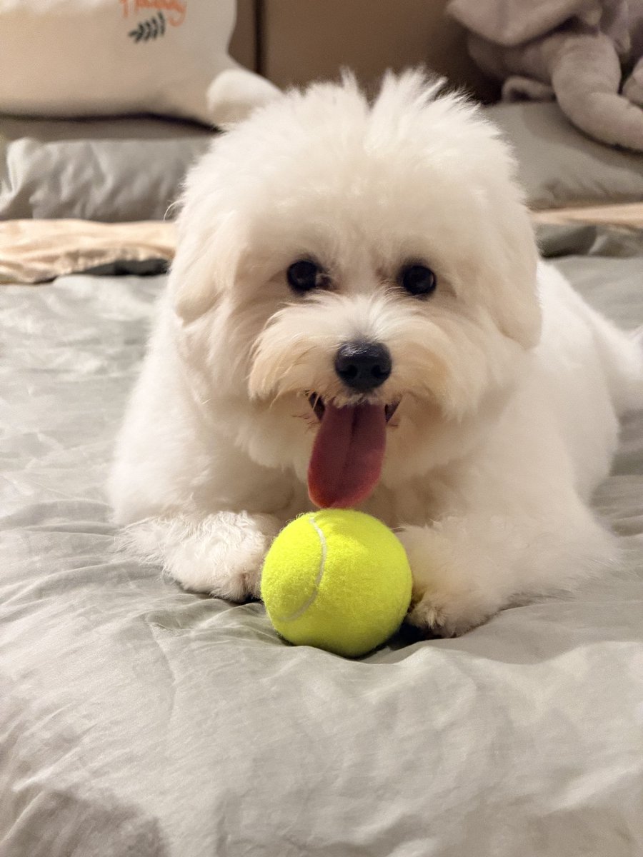 yokacoinw's tweet photo. A little dog-parent life hack 🐶

Dogs shouldn’t be bathed too frequently, but their face and little paws get dirty all the time…

Solution: hang Puffy up and wash just her face + paws 😂

Puffy: “Excuse me???”

养狗生活小妙招 🐶

狗狗不能太频繁洗澡，但脸和手手又很容易脏。

解决办法：挂起来，只洗脸和手 😂

Puffy：？？？
