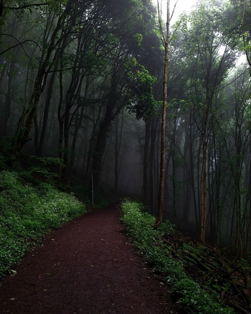 spooky_nature's tweet photo. after rain forest walk>>> https://t.co/cMg1y54YXf