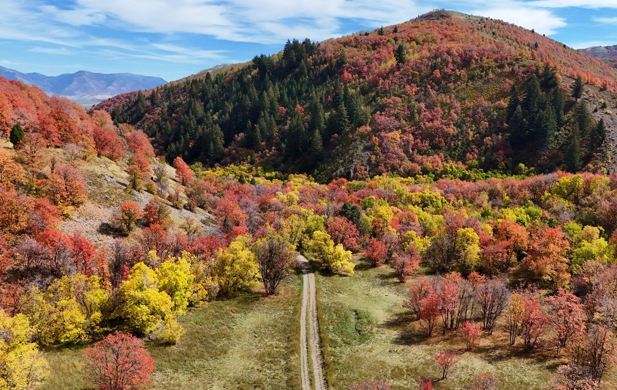 ChaseThomason's tweet photo. 🍂 Utah showing off! 🍂

A beautiful fall day in Sardine Canyon and Mantua! The colors are absolutely incredible right now. 😍🍁

If you haven’t made it up to see the fall foliage yet, this weekend might be the time!

📍 Sardine Canyon & Mantua
📷 Carol Dyer

Where are you leaf peeping this weekend?