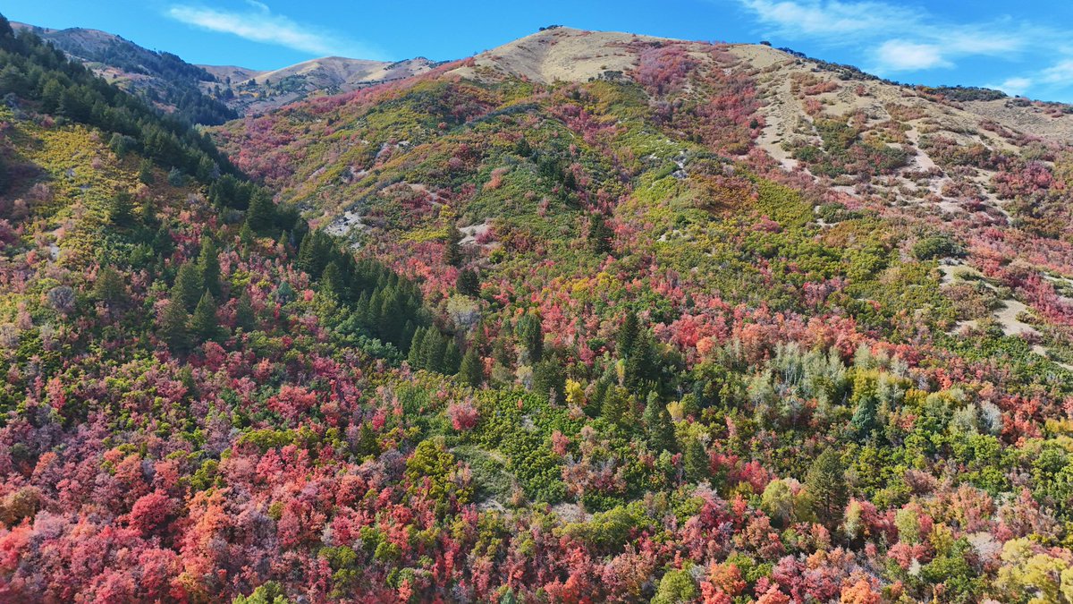 ChaseThomason's tweet photo. 🍂 Utah showing off! 🍂

A beautiful fall day in Sardine Canyon and Mantua! The colors are absolutely incredible right now. 😍🍁

If you haven’t made it up to see the fall foliage yet, this weekend might be the time!

📍 Sardine Canyon & Mantua
📷 Carol Dyer

Where are you leaf peeping this weekend?