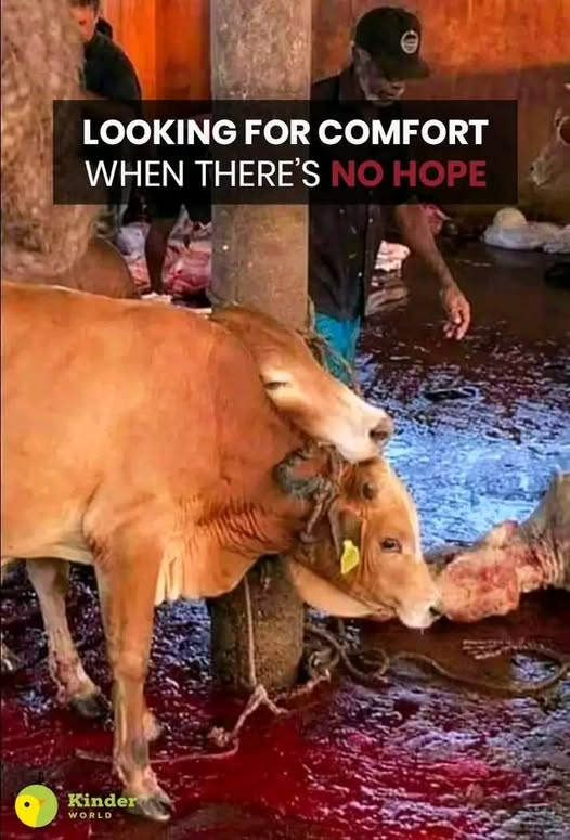 EllieCG11's tweet photo. Vegans are hope and a plant based lifestyle is hope SO I REFUSE TO GIVE UP. https://t.co/NbuY83sEoa
