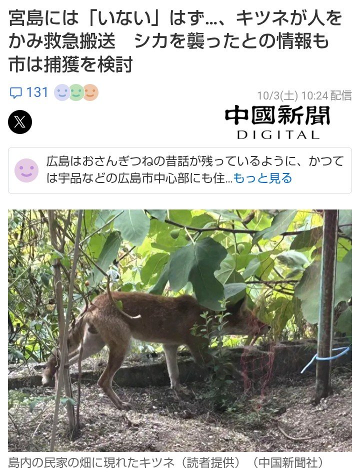 hunabKucanac's tweet photo. 今日からキツネも悪者にし始めた。

ごく小さな子鹿や死んだ鹿を食べることは稀にあっても、臆病なキツネが自分より大きい生きた成鹿を襲うことはまず無いらしいし、ニンゲンが危害を加えたら身を守るため噛むことはあっても、自ら襲うことも無い。
なぜ次々にどうぶつを悪者に？ https://t.co/dY1Oa5HZuE