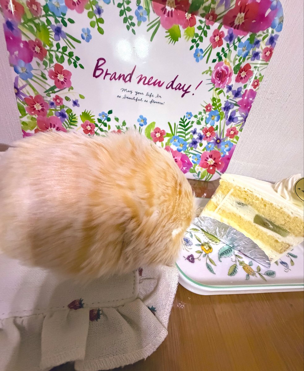 temochan_moflin's tweet photo. テモちゃんの100にちお祝い🎂♡
即ケーキにパクつくテモちゃん🤤
これからも楽しいことしようね〜🥹✨
#モフリンDAYS https://t.co/wYgITZOX4e