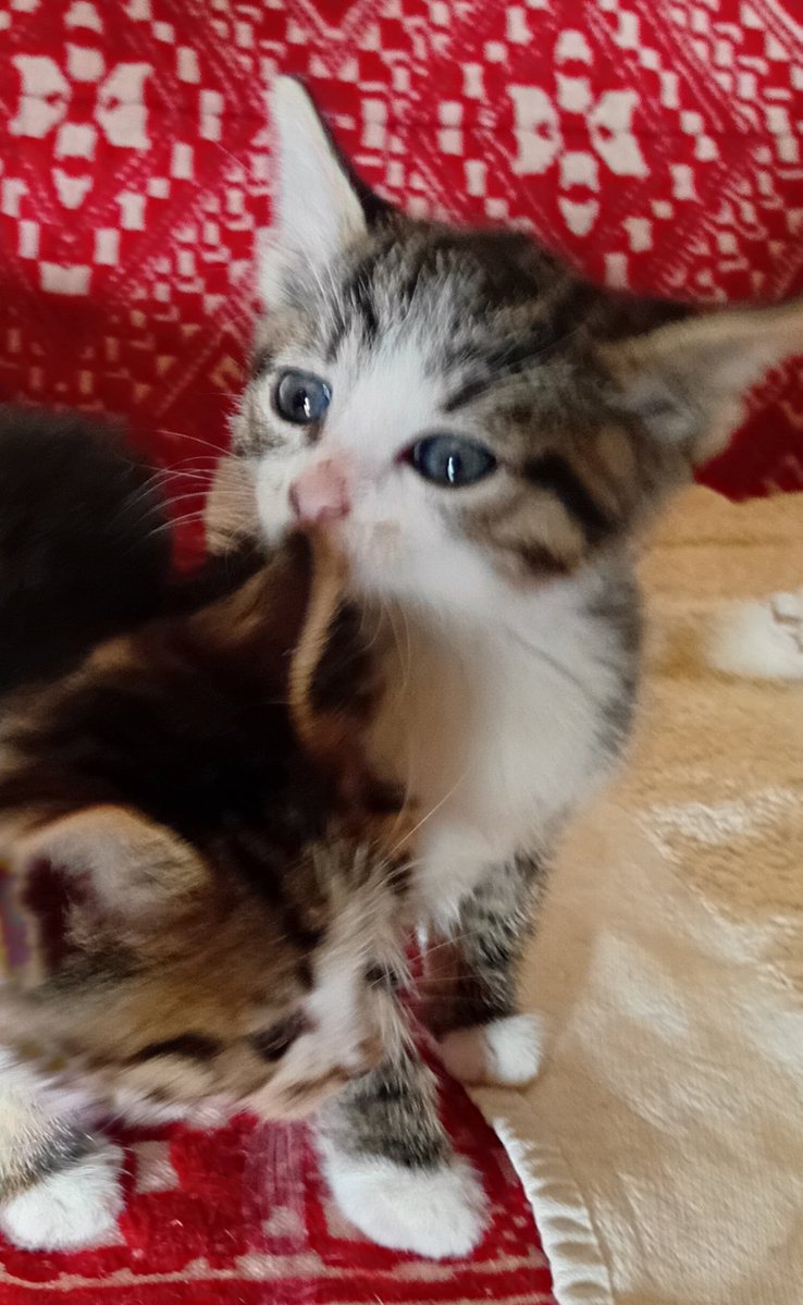 klika011's tweet photo. Mace za ufomljavanje, pliz rt! https://t.co/ND7p1sY12a