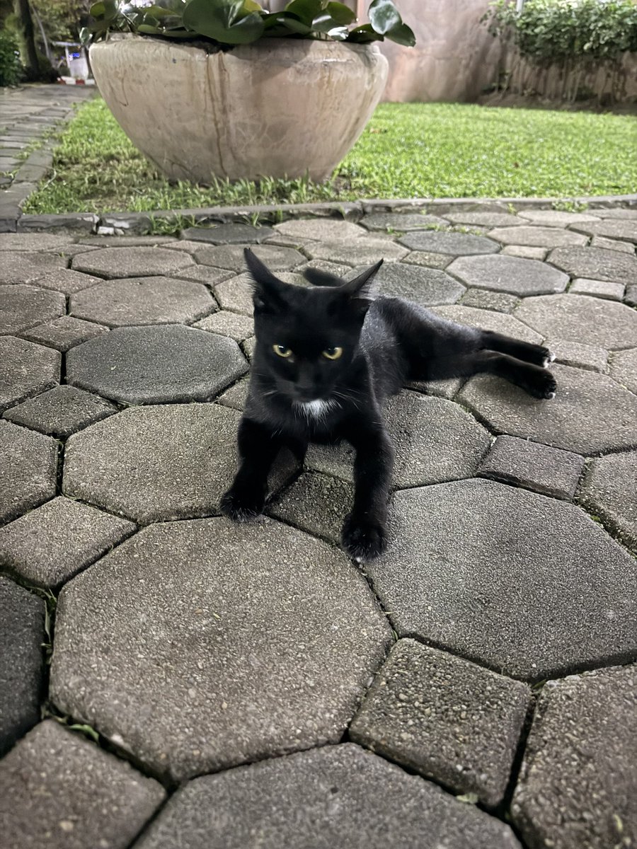 littleyinyinx's tweet photo. หนูน้อยชะเอม แมวดำพลังล้น เด็กหญิง ทำหมันแล้ว หาบ้านนะคะ🐈‍⬛💛 https://t.co/ywMLhumgs1