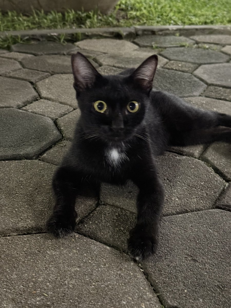 littleyinyinx's tweet photo. หนูน้อยชะเอม แมวดำพลังล้น เด็กหญิง ทำหมันแล้ว หาบ้านนะคะ🐈‍⬛💛 https://t.co/ywMLhumgs1