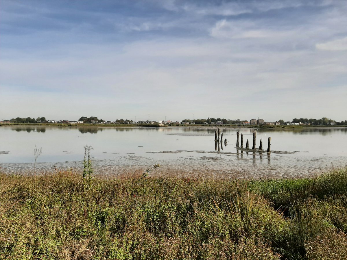 MEKloppenburg's tweet photo. Vanochtend eerst een uurtje bij telpost De Gorzen gestaan in de #Crezéepolder #Ridderkerk, met allemaal medevogelaars, in het kader van #EuroBirdwatch 2026. Daarna een rondje Crezéepolder gedaan (5 km). Nog een héél fijne zaterdag! https://t.co/fCe0SsU2kn