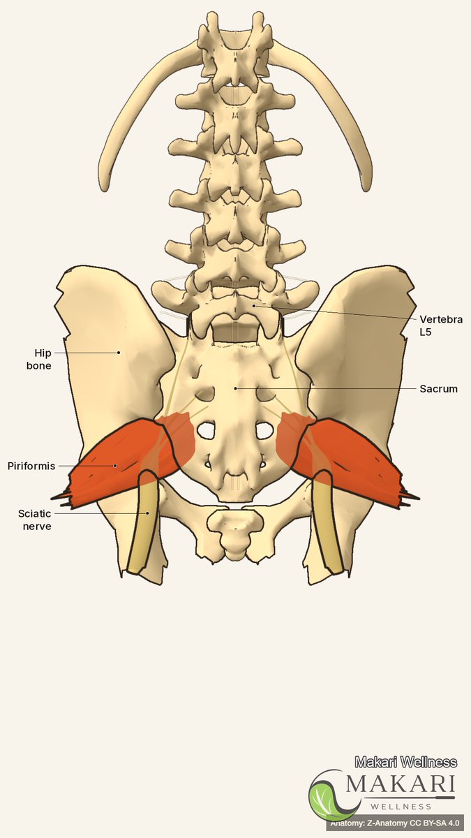 MakariWellness's tweet photo. An evergreen myth-buster about HVLA spinal manipulation: naming the sound, what it does and does not prove, and why clinical benefit can happen with or without it. https://t.co/3pyVa3b6mo