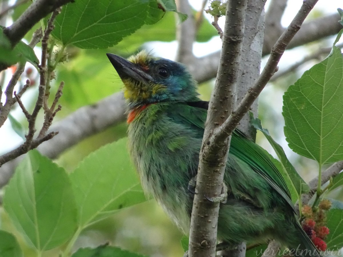 verreetmiroir's tweet photo. Although it's a juvenile Taiwan Barbet—a species endemic to Taiwan—its characteristic "five-colored" features are clearly visible. People are far more likely to hear its call than to catch a glimpse of the bird itself. I was excited to see it eating some Mulberries. 💚💙💛❤️🖤 https://t.co/3QlU3R8NIA
