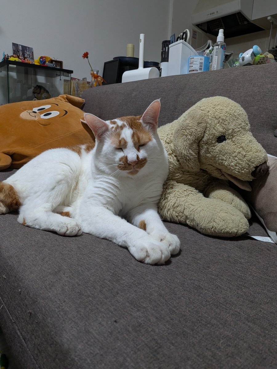 tatatano129's tweet photo. 25年前に買ってもらったぬいぐるみと猫 https://t.co/7NyUF34CN2