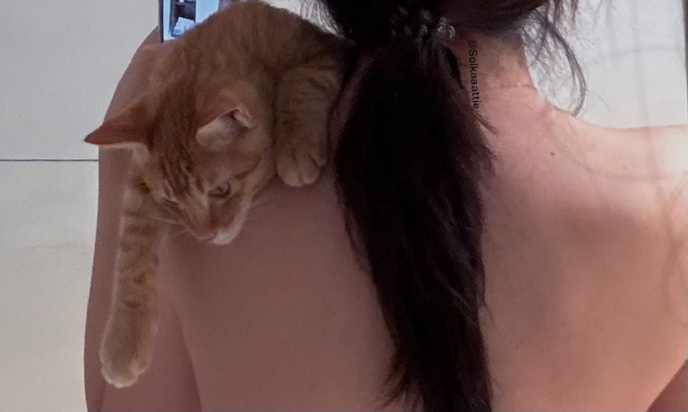 Solkaaattie's tweet photo. 猫爬架（乖乖🍊 https://t.co/65YL6OXe37