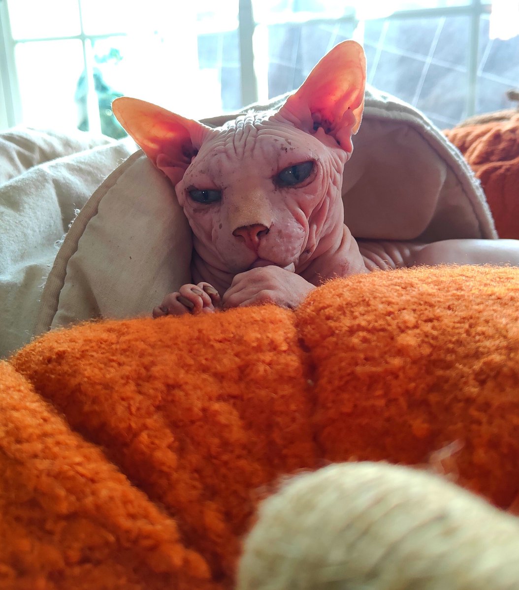 maisamune's tweet photo. Por si teníais un mal día os traigo a Dio calabaza 🧡 https://t.co/v3qcBzbYg8