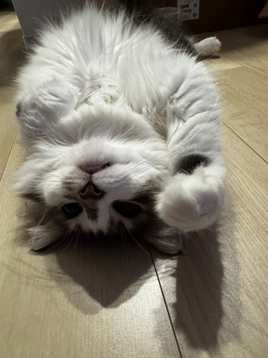 RockingWhite's tweet photo. きんに君の有酸素運動見ながら頑張ってる飼い主の隣でこれ。

お前……煽ってる？？？🐈 https://t.co/5BfOKmQ0hQ