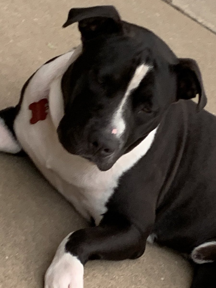bigpoppymacdad's tweet photo. @emilyetaylor23 This guy likes to jump on people so I asked the vet what’s the best way to get him to stop and he said when he does say off so I went home and said 
Jack off
Jack off 
Jack wtf man https://t.co/28TZmILjaw