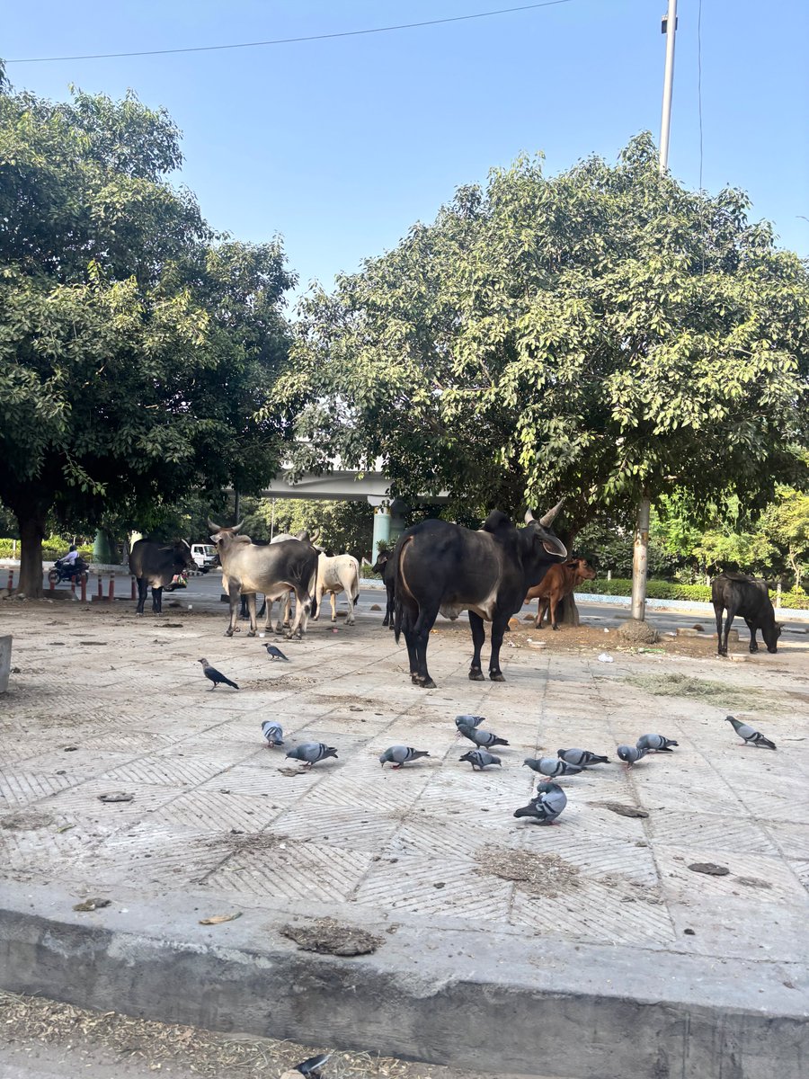 mmuditt's tweet photo. @DC_NGZMCD @Bijen_Balhara @LtGovDelhi @CMODelhi @gupta_rekha @MCD_Delhi @SBM_MCD 03/10/2026-They are back https://t.co/aeWpmgLaYT
